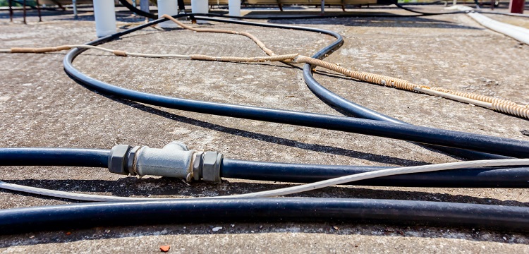 致畸物短期篩選試驗